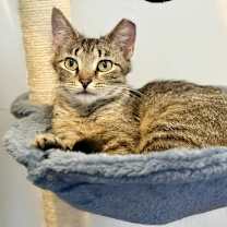 Thumbnail photo of Franki #3
