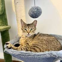 Thumbnail photo of Franki #4