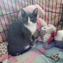 adopt a pet