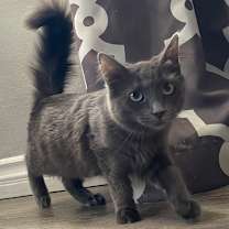 Thumbnail photo of Marie Antoinette #2