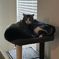 Thumbnail photo of Jack & Asher (Bonded Pair) #2