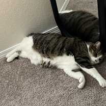 Thumbnail photo of Jack & Asher (Bonded Pair) #3