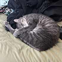 Thumbnail photo of Jack & Asher (Bonded Pair) #4