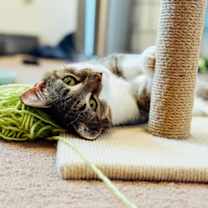 Thumbnail photo of Lovey #2