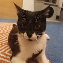 Thumbnail photo of Klaris #2