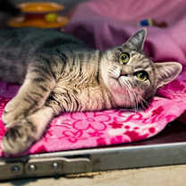 Thumbnail photo of Penelope #1