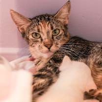 Thumbnail photo of Olive #2