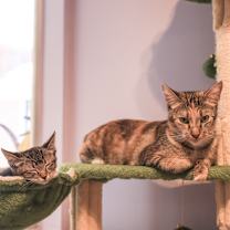 Thumbnail photo of Olive #4