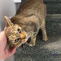 Thumbnail photo of Delilah #1