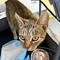 Thumbnail photo of Delilah #2