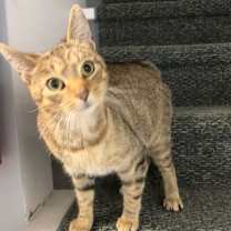 Thumbnail photo of Delilah #3