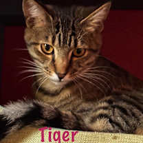 Thumbnail photo of Tiger #1
