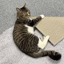 Thumbnail photo of Captain #3