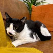 Thumbnail photo of Kit Kat #1