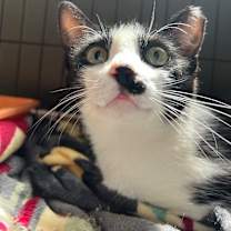Thumbnail photo of Kit Kat #2