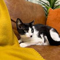 Thumbnail photo of Kit Kat #3
