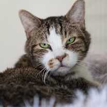 Thumbnail photo of Marsalis #1