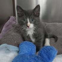 Thumbnail photo of Georgie #3