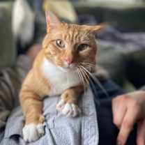 Thumbnail photo of Boris -- Bonded Buddy With Buddy #1