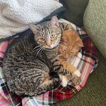 Thumbnail photo of Boris -- Bonded Buddy With Buddy #2