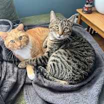 Thumbnail photo of Boris -- Bonded Buddy With Buddy #3