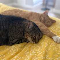 Thumbnail photo of Boris -- Bonded Buddy With Buddy #4