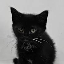 Thumbnail photo of Lemon Drop *$50 Adoption Fee* #2