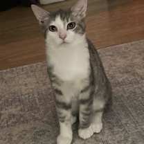 Thumbnail photo of Neko #1