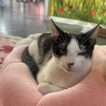 Thumbnail photo of Dottie #1