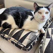 Thumbnail photo of Chanel #3