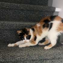 Thumbnail photo of Poppy #2