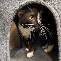 Thumbnail photo of Cookie #4