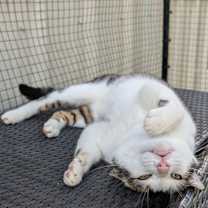 Thumbnail photo of Berlioz #1