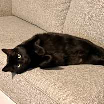 Thumbnail photo of Rosie #3