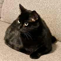 Thumbnail photo of Rosie #4