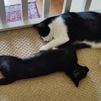 Thumbnail photo of Aura #3