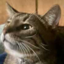 Thumbnail photo of Zonk #1