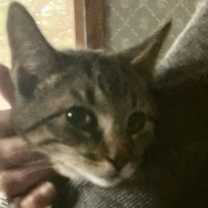 Thumbnail photo of Zonk #3