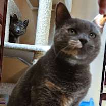 Thumbnail photo of Lil Girl #2