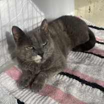 Thumbnail photo of Lil Girl #4