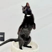 Thumbnail photo of Vader #1