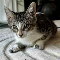 Thumbnail photo of Ramona #1