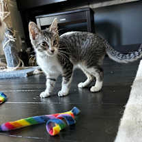 Thumbnail photo of Ramona #3