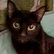 Thumbnail photo of Soursop *$50 Adoption Fee* #4