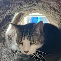 Thumbnail photo of Keeba #1