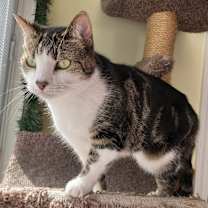 Thumbnail photo of Keeba #3