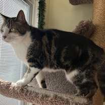 Thumbnail photo of Keeba #4