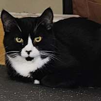 Thumbnail photo of Mouse #1