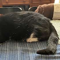 Thumbnail photo of Buddy #3
