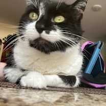 Thumbnail photo of Buddy #4